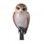 Owl sculpture
